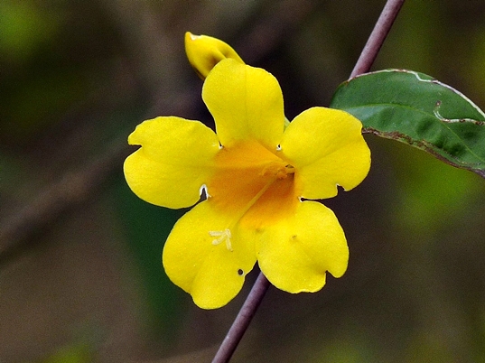 {Gelsemium sempervirens}